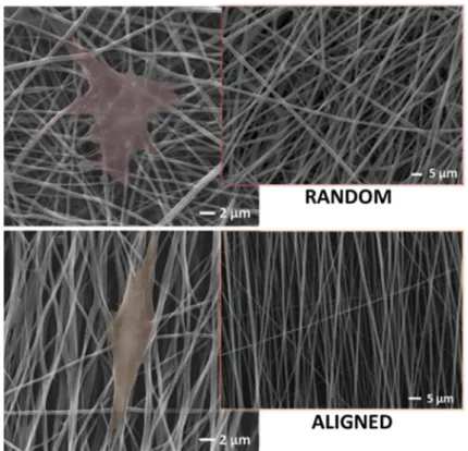 Figure 3. Bicomponent electrospun fibers fabricated by the combination of poly-ε-caprolactone and gelatin with random or aligned fibers organization (see into the square)