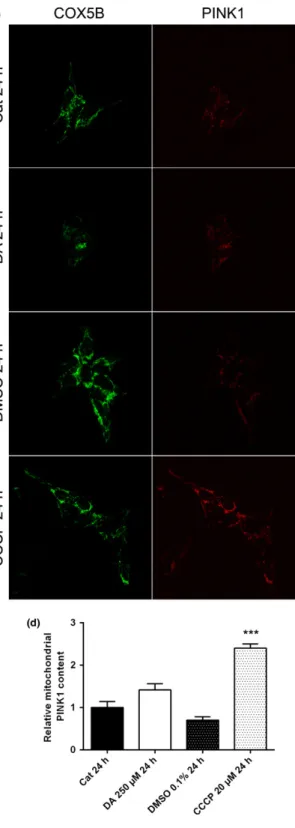 Fig. 5 Effect of dopamine on PINK1 protein level. (a) Protein quantiﬁ- quantiﬁ-cation of the full-length (64 kDa) PINK1 by Western blot in  mitochon-dria-enriched fractions