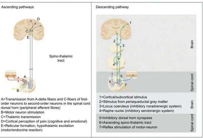 Figure 1 Ascending and descending pathways involved in pain transmission and modulation.