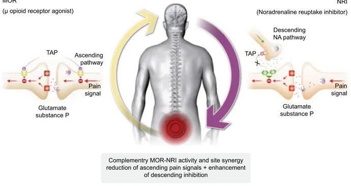 Figure 2 Tapentadol: mechanism of action at spinal level.