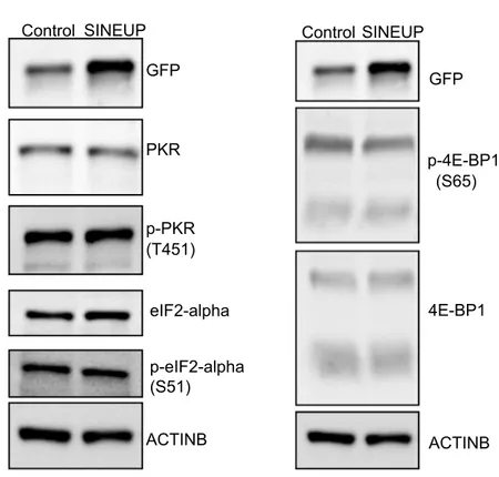 Fig 4. SINEUP-GFP does not alter PKR pathways and 4EBP1 phosphorylation in cultured cells