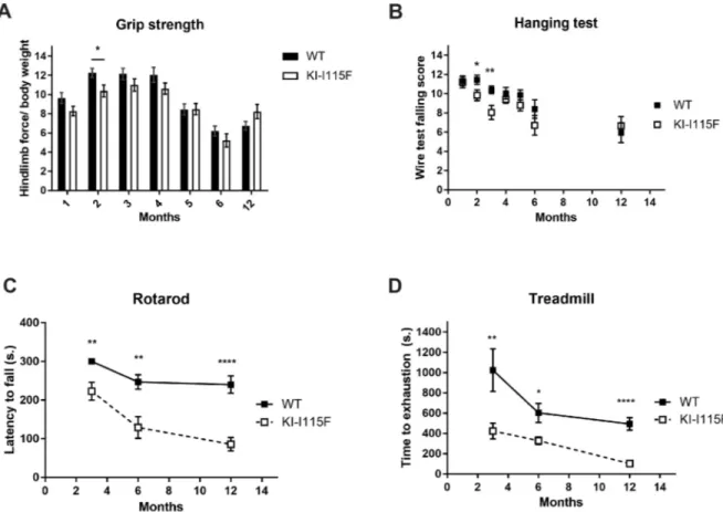 Fig. 5. Characterization of muscular functionality of KI -STIM1 I115F mice. (A) Grip strength performance at 1 (WT n=45, KI-I115F n=40), 2 (WT n=35,