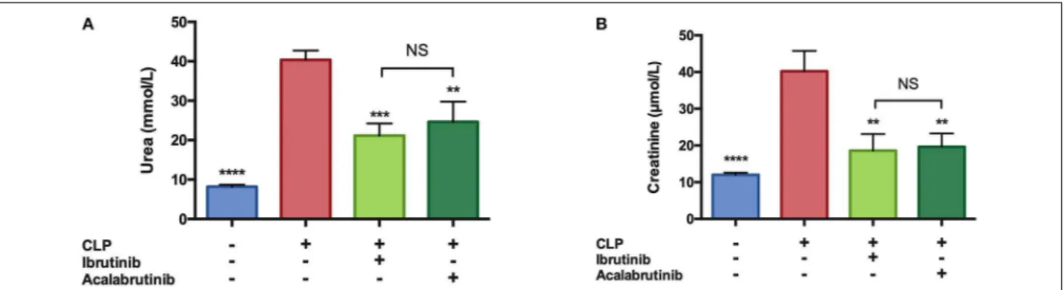 FIGURE 2 | Ibrutinib or acalabrutinib attenuate the renal dysfunction caused by CLP-sepsis