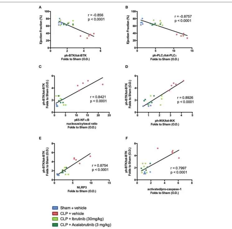 FIGURE 6 | Relationship between BTK activation and cardiac dysfunction in CLP-sepsis. Correlation data to show (A) ejection fraction (%) vs