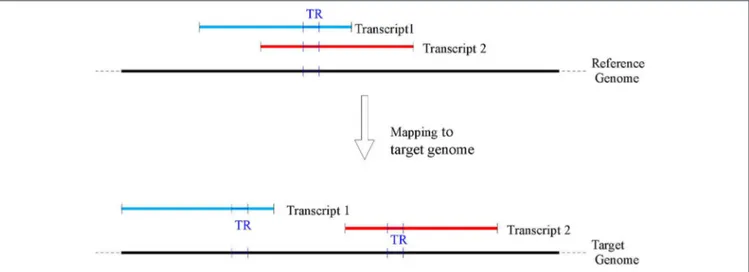 FIGURE 2 | A TR may belong to several overlapping transcripts mapped in the reference genome (top of the figure), however as transcripts may map to non overlapping genomic locations in the target genomes (bottom of the figure), a single TR on the reference