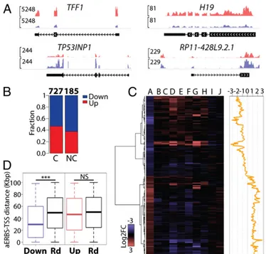 Fig. 4. (A) Genome-browser view of examples of DE protein coding (TFF1 and TF53INP1) and noncoding genes (H19 and RP11-428L9.2.1) after siCTR or siER α transfection