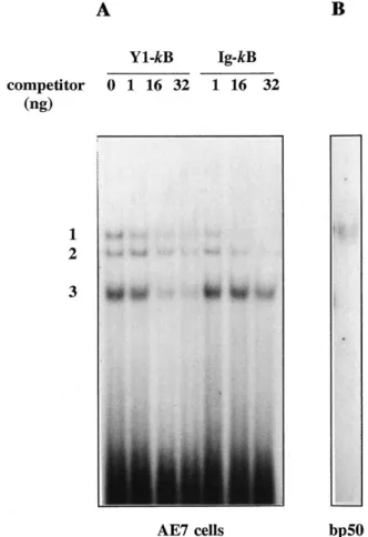 Fig. 5. Analysis of the binding properties of the Y 1 - kB sequence on