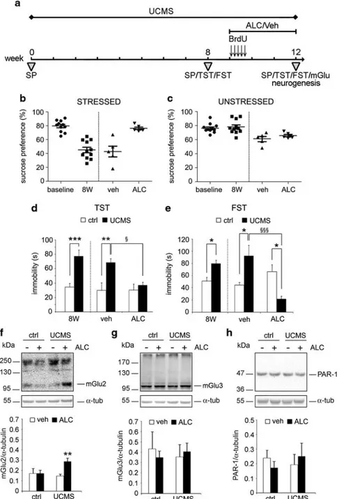 Figure 3 Chronic ALC treatment reverted UCMS-induced depressive-like behavior and upregulated mGlu2 protein levels in the hippocampi of stressed mice
