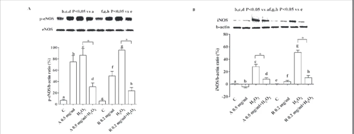 Fig. 3. Effects of anti-VEGF agents on activation /expression of eNOS and iNOS in RPE cultured in either 