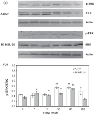 Figure 2. FA-induced ERK phosphorylation. A375P cells were trea- trea-ted with 10 5 M FA, while SK-MEL-28 cells were treated with 2.5 9 10 5 M FA