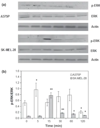 Figure 6. K 2 Cr 2 O 7 -induced ERK phosphorylation. A375P cells