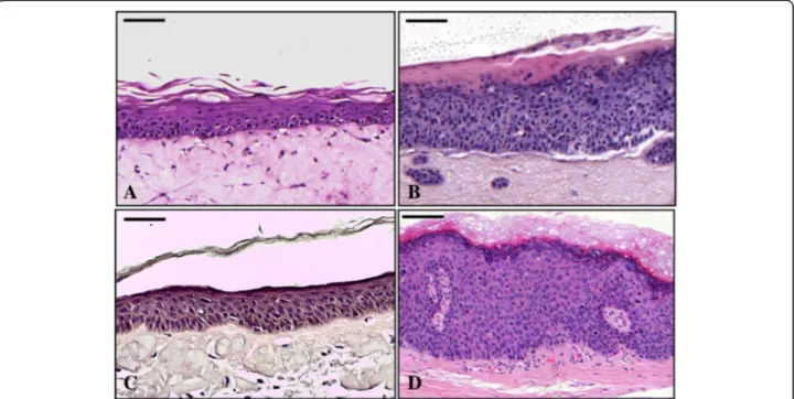 Fig. 1 H&amp;E staining. A) Control in vitro reconstructed 3D epithelial culture made up with normal keratinocytes and B) E6E7 HPV16 transduced keratinocytes