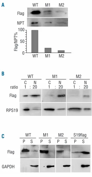 Figure 2. Transient transfection of RPS24 constructs. ( A ) Total extracts from HEK293 cells transfected with plasmids coding for RPS24 WT (WT) and mutated forms of the protein (M1, M2) were separated by SDS-PAGE and transferred on nitrocellulose  mem-bran