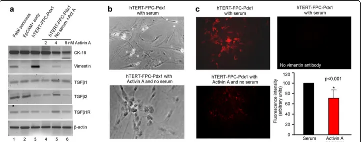 Fig. 3 Phenotype alterations in fetal pancreatic cells. a shows RT-PCR for epithelial marker, CK-19, and mesenchymal marker, vimentin, along with TGF- β1, TGFβ2 and their receptors under various conditions indicated