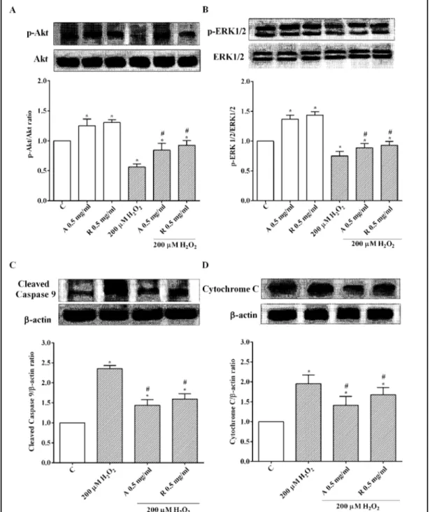 Fig. 5. Variation in Akt and ERK 1/2 phosphorylation (A and B) and in Cleaved Caspase 9 and Cytochrome  C expression (C and D) in RPE cells, measured by Western blot and densitometric analysis
