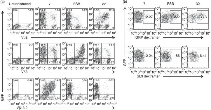 Fig. 4. Lentiviral transduction can be used to generate human β cell-specific CD8 T cells