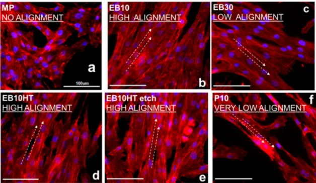 Figure 4. Fibroblast alignment on the different samples after 48 h culture: (a) MP sample; (b) EB10