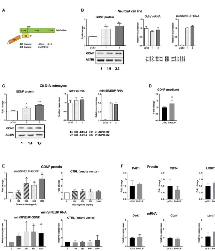 Figure 1. miniSINEUP-GDNF RNA Increases Selectively GDNF Protein Expression In Vitro