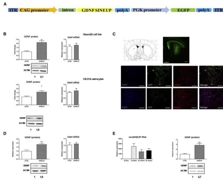 Figure 2. AAV9-Mediated Delivery Expression of miniSINEUP-GDNF RNA Increases Endogenous GDNF Expression in the Mouse Striatum