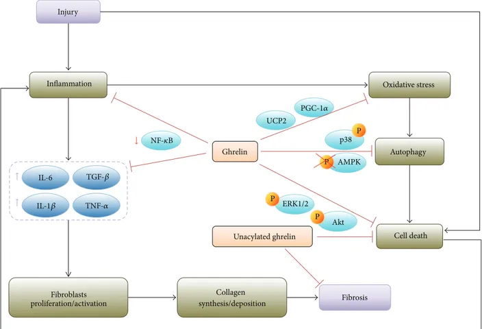 Figure 1: Schematic representation of the molecular pathways involved in the antifibrotic activity of ghrelin and unacylated ghrelin