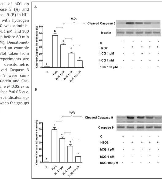 Fig. 7. Effects of hCG on  cleaved Caspase 3 (A) and  cleaved Caspase 9 (B) in  HU-VEC treated with hydrogen  peroxide