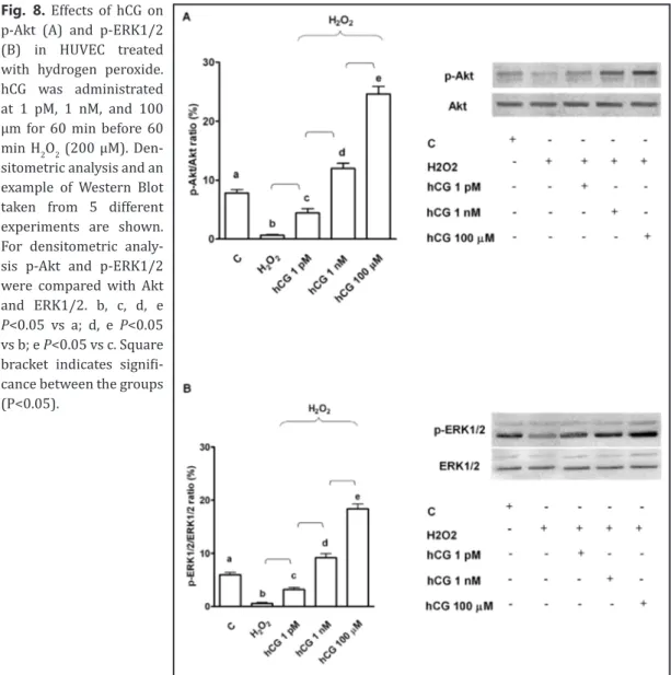 Fig. 8.  Effects of hCG on  p-Akt (A) and p-ERK1/2  (B) in HUVEC treated  with hydrogen peroxide