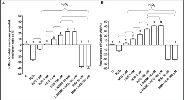 Fig. 3. Protective effects elicited by hCG on mitochondrial membrane potential (A) and transition pore  (MPTP) opening (B) in HUVEC that underwent peroxidation