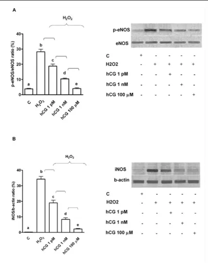 Fig. 5. Effects of hCG on eNOS (A)  and iNOS (B) activation in HUVEC  under peroxidative conditions