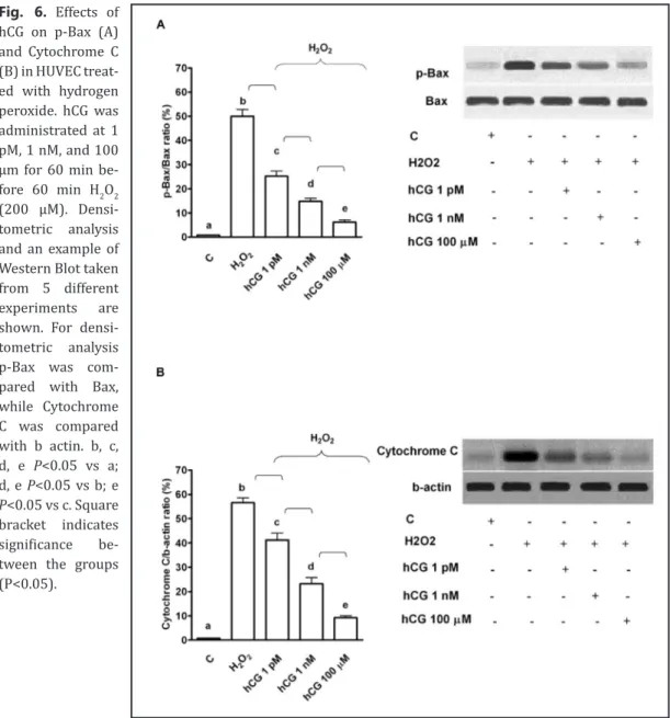 Fig. 6. Effects of  hCG on p-Bax (A)  and Cytochrome C  (B) in HUVEC  treat-ed with hydrogen  peroxide