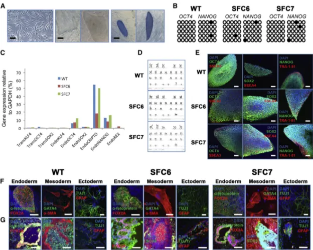 Figure 1. Generation and Characterization of Control and SFC-iPSC Lines Using 3 Reprogramming Factors