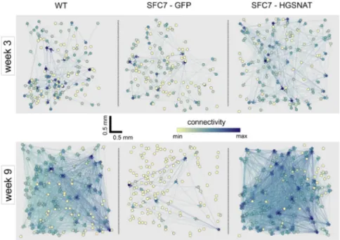 Figure 6. Alterations in Effective Con- Con-nectivity in SFC-Derived Neuronal  Net-works