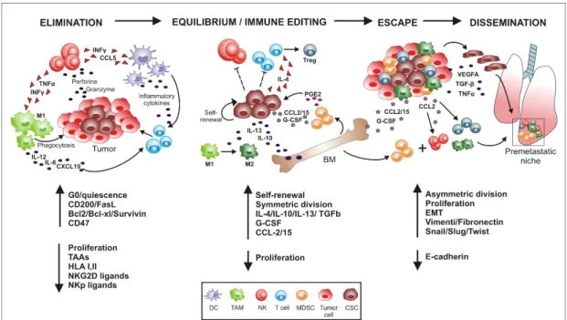 Figure 1. Cross-talks between cancer stem cells and innate immunity cellular components in the 