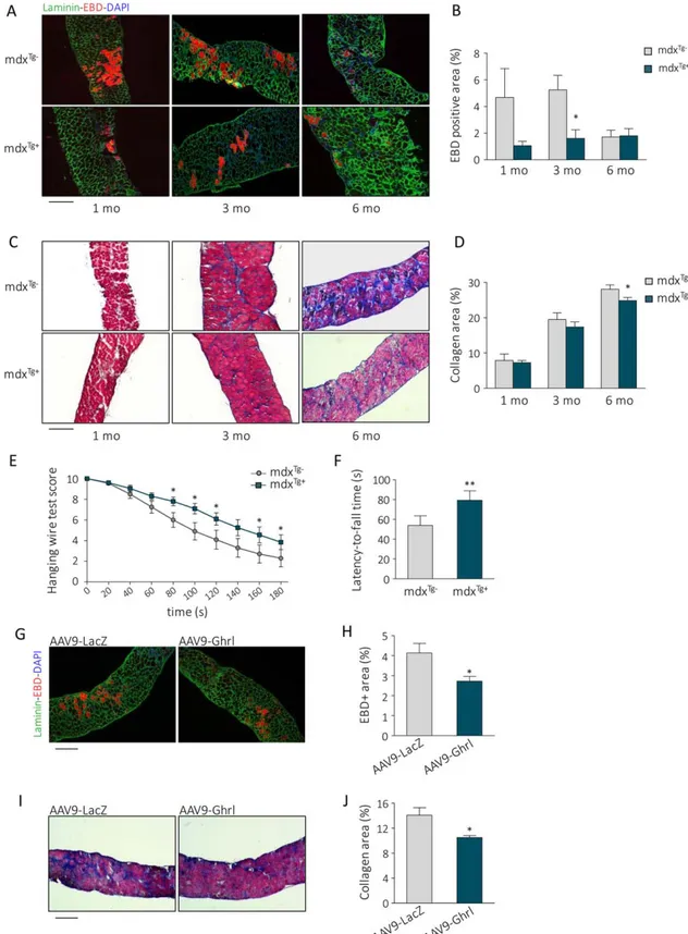Figure 5. Unacylated ghrelin upregulation in mdx mice attenuates the dystrophic phenotype