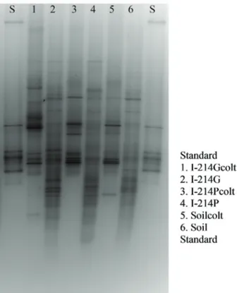 Fig. 1 - Profili DGGE ed analisi cluster dell’rDNA 16S degli Eu- Eu-batteri coltivabili (1, 3 e 5) e dell’rDNA 16S degli EuEu-batteri totali  (2, 4 e 6)