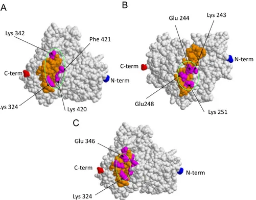 Fig. 1. Tri-dimensional simulated structure of CYP2E1 showing the localization of the conformational epitopes recognized by anti-CYP2E1 IgG present in the sera of patients with alcoholic liver disease or halothane-induced hepatitis (panels A, B) or chronic