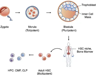 Figure  1.  The  hierarchy  of  stem  cell  potency  during  embryonic  to  adult  development