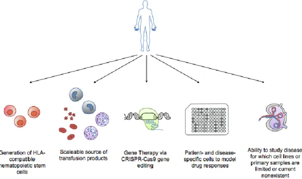 Figure 3. Benefits of iPSCs technology in hematology. Applications of iPSCs include generation of  HLA-compatible  hematopoietic  stem  cells  for  transplantation,  providing  a  scalable  source  of  transfusion  products  (i.e.,  red  blood  cells,  neu