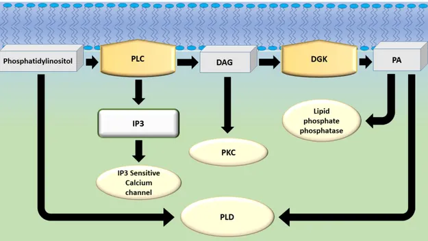 Figure 3. Biochemical pathway showing the interplay between different actors in DAG and  phosphatidic acid signaling