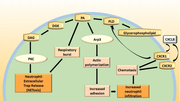 Figure 4. Biochemical pathway in neutrophils showing the signaling cascade and the effects related  to DAG and PA activation
