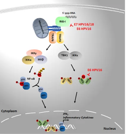 Figure 2. Upon 5’-ppp-RNA binding, RIG-I engages the adaptor protein MAVS on the mitochondrial  outer membrane