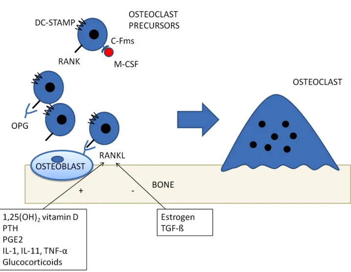 Fig.  (1).  The  figure  shows  RANK/RANKL  system.  Multinucleated  osteoclasts  are  formed  by  cell–cell  fusion  of  mononuclear
