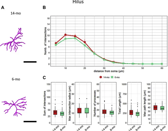 Fig. 3. Aging does not affect the morphology of astrocytes in the hilar region of the dorsal Dentate Gyrus