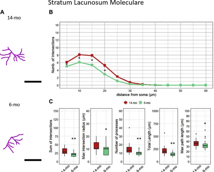 Fig. 4. Astrocytes in the sLM show an age-related increase in their morphological complexity