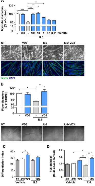 Figure  1. VD3 protects C2C12 myotubes and  isolated myofibers  from IL6 -induced  atrophy