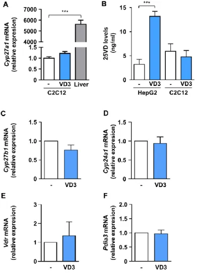Figure 4. VD3 did not alter the expression of hydroxylases and receptors involved in vitamin D metabolism and activity, and  its  anti-atrophic  action  does  not  depend  on  intracellular  conversion  to  25VD