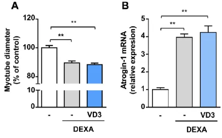 Figure 6. VD3 does not protect myotubes against atrophy induced by dexamethasone.  (A) Myotube diameters were measured  after 24 h treatment with 5 µM dexamethasone (DEXA) alone or in combination with 100 nM VD3
