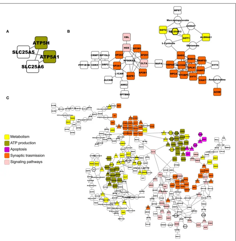 FIGURE 1 | Networks built by Rspider, using both KEGG and Reactome databases as the reference set