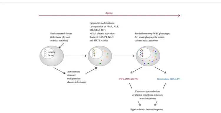 FIGURE 1 | Pathogenetic pathways leading to inﬂammaging and frailty. With aging, environmental factors can lead to epigenetic modiﬁcations, dysregulation of several genes and can promote a pro-in ﬂammatory phenotype of senescent immune cells
