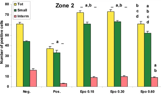 Fig. 2. Bar graph showing results of the morphometrical analysis performed on cd31-posi-