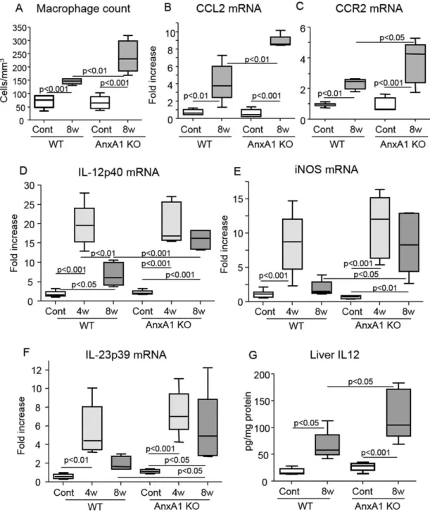Fig. 4. AnxA1 deficiency promotes liver macrophage recruitment and activation. WT and AnxA1 KO C57BL/6 mice were fed the MCD diet up to 8 weeks